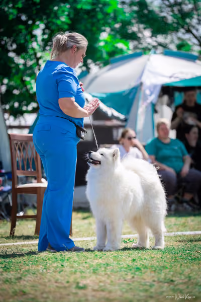 Samojed Klub SK – 9. května 2026