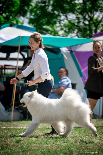 Samojed Klub SK – 9. května 2026