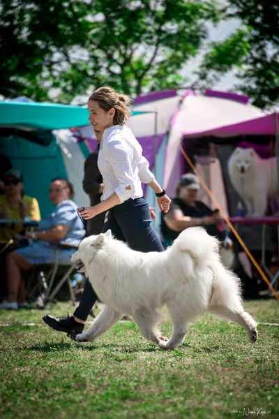 Samojed Klub SK – 9. května 2026
