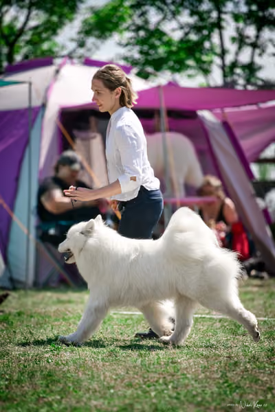 Samojed Klub SK – 9. května 2026