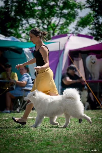 Samojed Klub SK – 9. května 2026