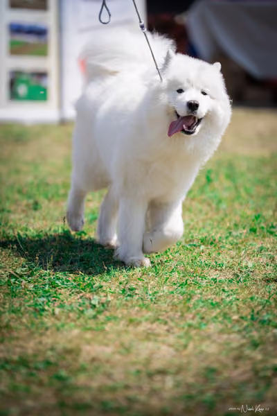 Samojed Klub SK – 9. května 2026