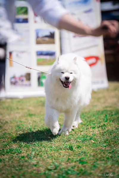 Samojed Klub SK – 9. května 2026