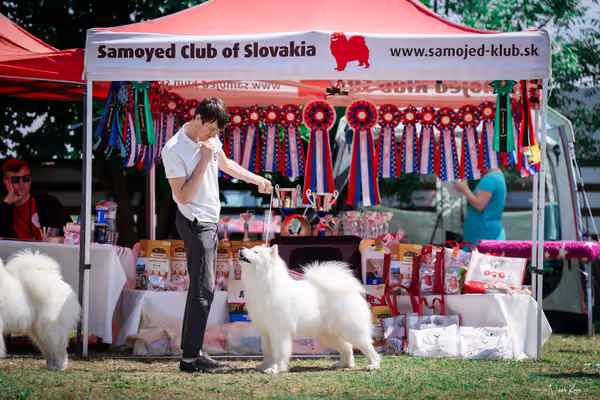 Samojed Klub SK – 9. května 2026