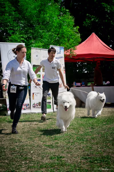 Samojed Klub SK – 9. května 2026