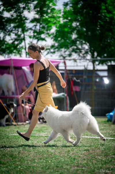 Samojed Klub SK – 9. května 2026