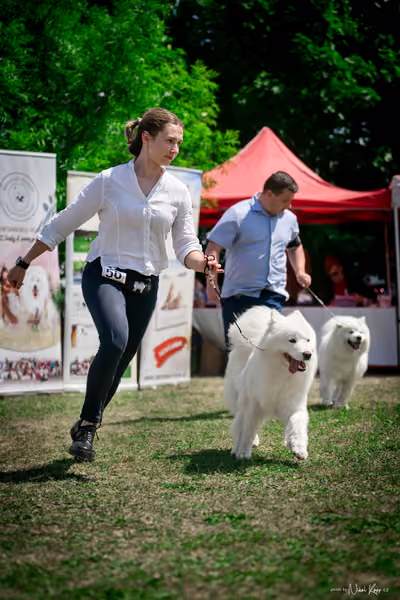 Samojed Klub SK – 9. května 2026