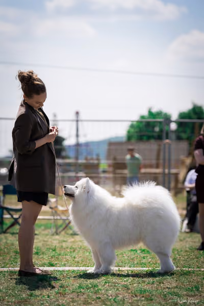 Samojed Klub SK – 9. května 2026