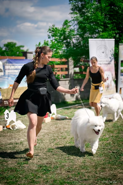 Samojed Klub SK – 9. května 2026