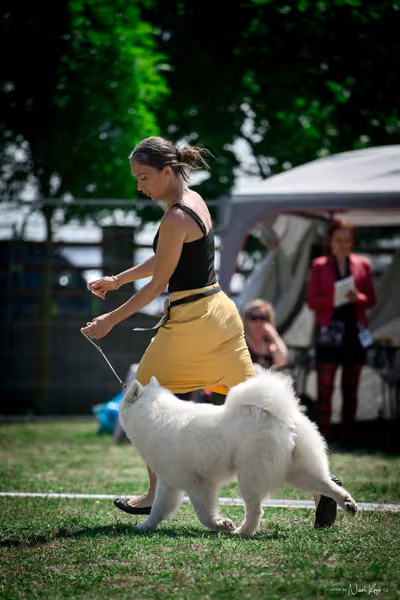 Samojed Klub SK – 9. května 2026