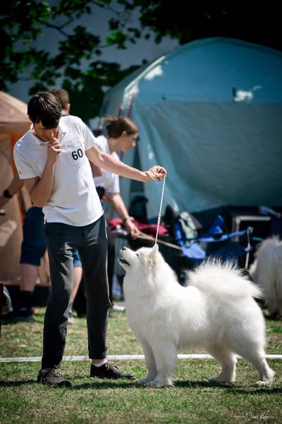 Samojed Klub SK – 9. května 2026