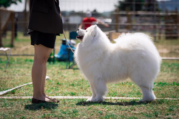 Samojed Klub SK – 9. května 2026