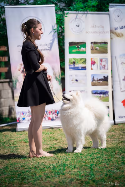 Samojed Klub SK – 9. května 2026