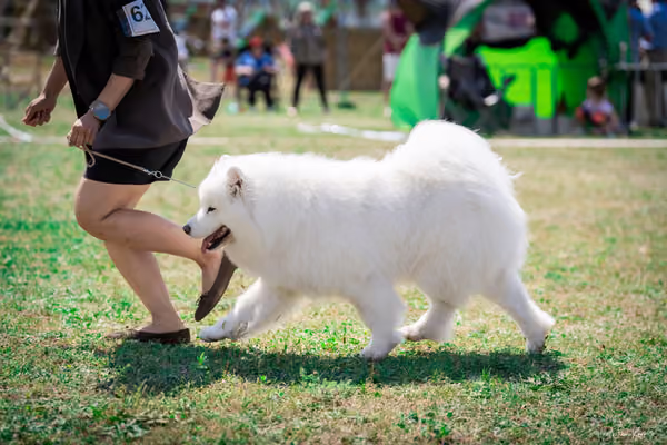 Samojed Klub SK – 9. května 2026