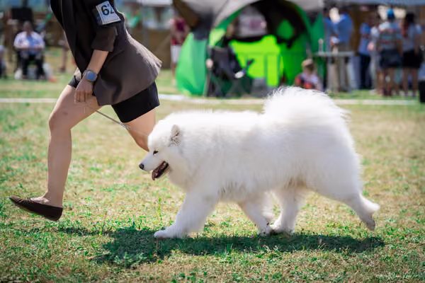 Samojed Klub SK – 9. května 2026