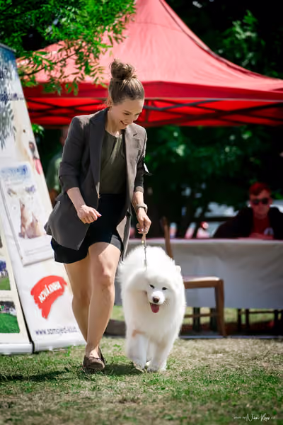 Samojed Klub SK – 9. května 2026