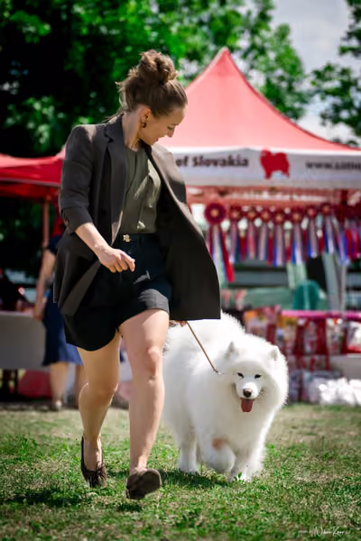 Samojed Klub SK – 9. května 2026