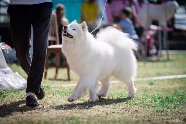 Samojed Klub SK – 9. května 2026
