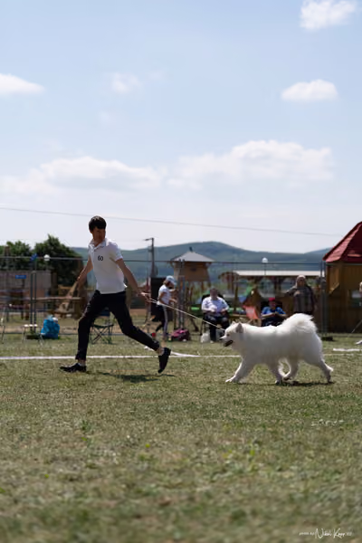 Samojed Klub SK – 9. května 2026