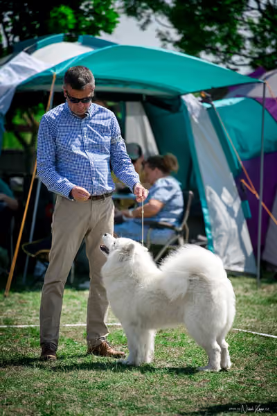 Samojed Klub SK – 9. května 2026