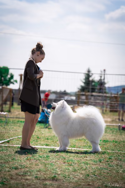 Samojed Klub SK – 9. května 2026