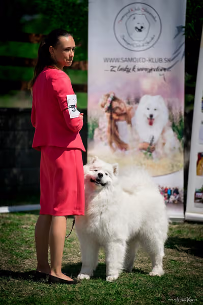 Samojed Klub SK – 9. května 2026