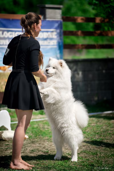 Samojed Klub SK – 9. května 2026