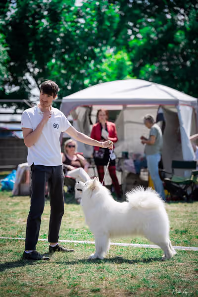 Samojed Klub SK – 9. května 2026