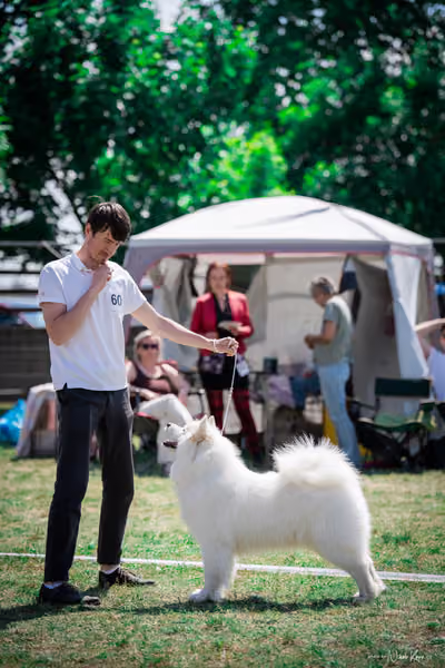 Samojed Klub SK – 9. května 2026