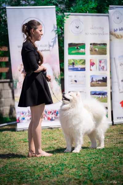 Samojed Klub SK – 9. května 2026