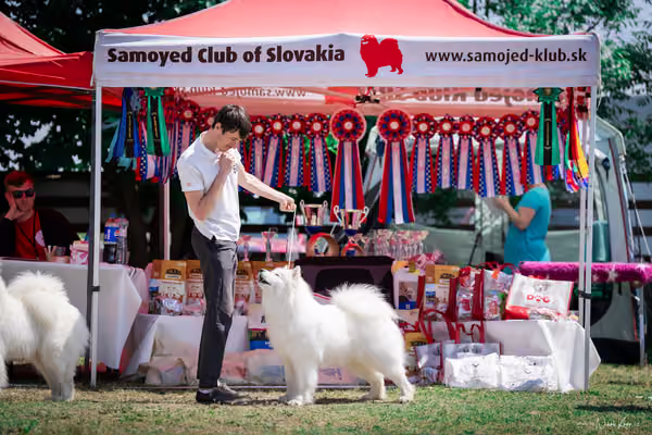 Samojed Klub SK – 9. května 2026