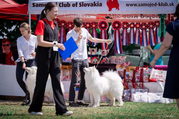 Samojed Klub SK – 9. května 2026