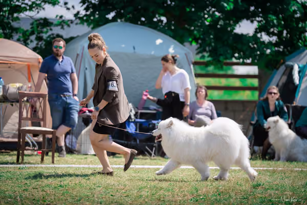 Samojed Klub SK – 9. května 2026