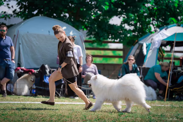 Samojed Klub SK – 9. května 2026