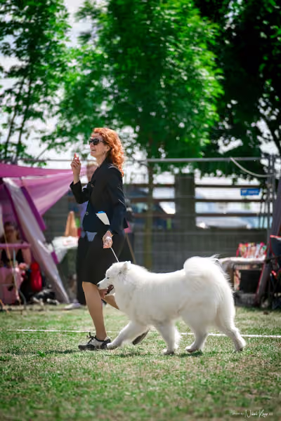 Samojed Klub SK – 9. května 2026