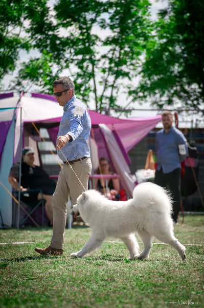 Samojed Klub SK – 9. května 2026