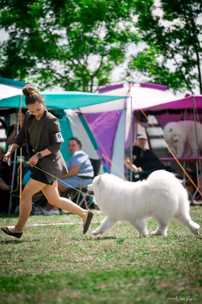 Samojed Klub SK – 9. května 2026
