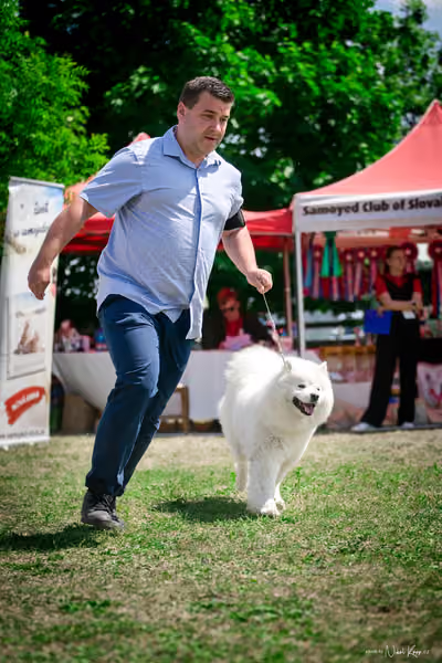 Samojed Klub SK – 9. května 2026