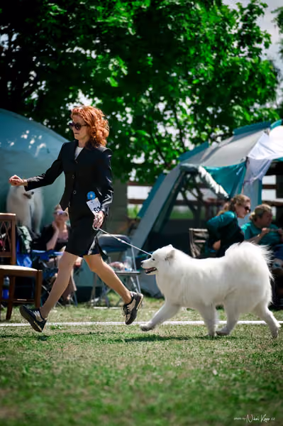Samojed Klub SK – 9. května 2026