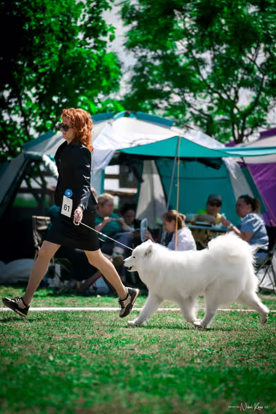 Samojed Klub SK – 9. května 2026