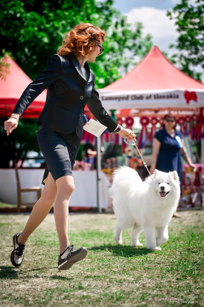 Samojed Klub SK – 9. května 2026