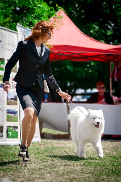Samojed Klub SK – 9. května 2026