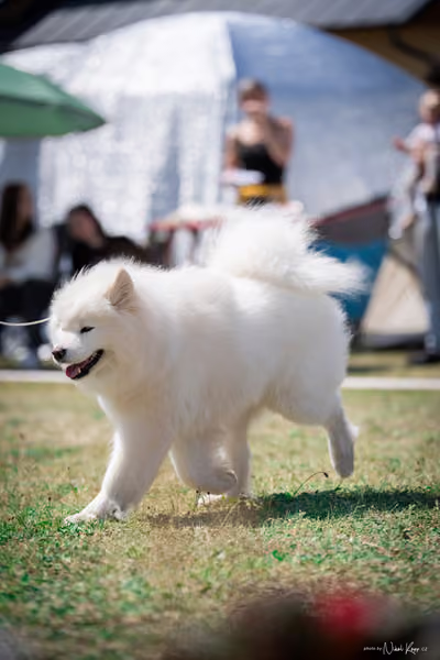 Samojed Klub SK – 9. května 2026