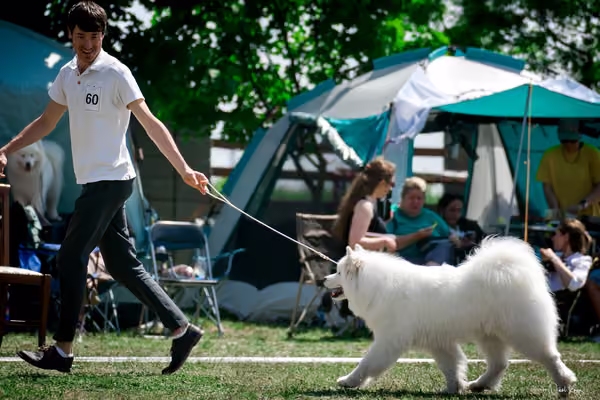 Samojed Klub SK – 9. května 2026