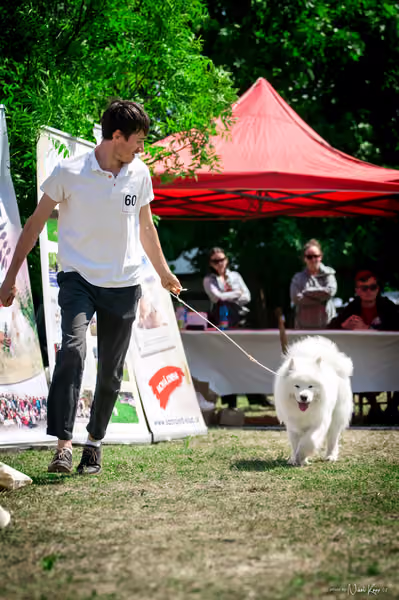 Samojed Klub SK – 9. května 2026