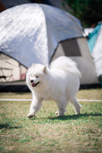 Samojed Klub SK – 9. května 2026