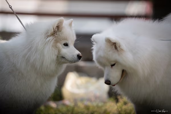 Samojed Klub SK – 9. května 2026