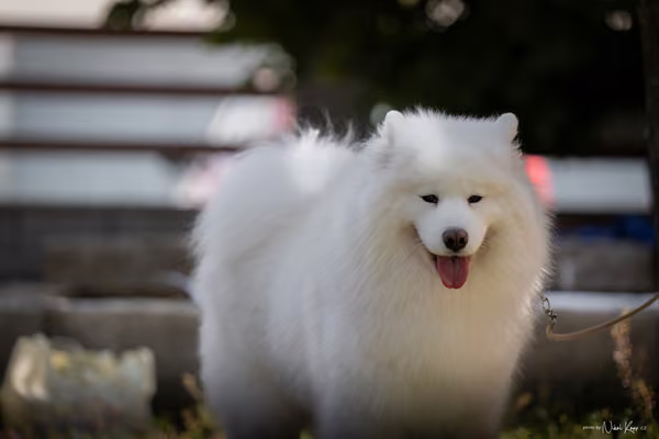 Samojed Klub SK – 9. května 2026