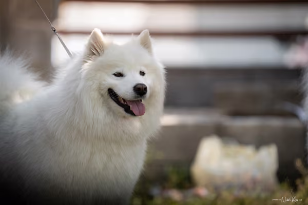 Samojed Klub SK – 9. května 2026