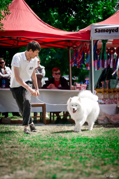 Samojed Klub SK – 9. května 2026
